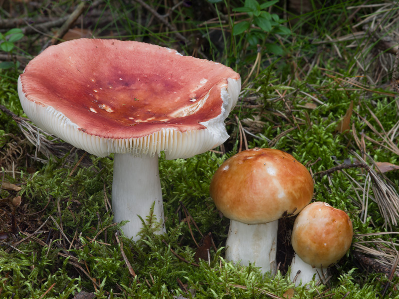 Russula paludosa